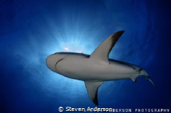 Reef Shark makes its way accross the path of the sun on a... by Steven Anderson 